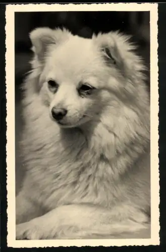 Fotografie Spitz Hund