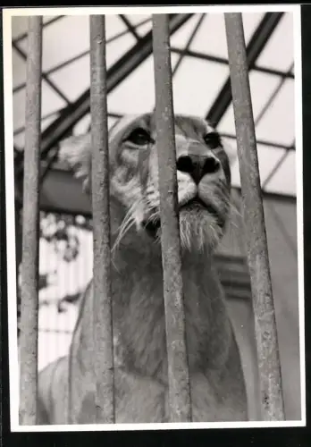 Fotografie Löwenweibchen hinter Gittern im Zoo