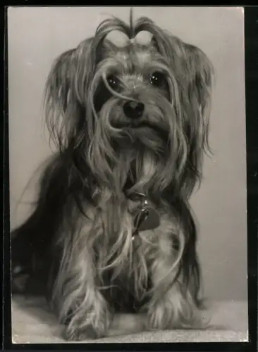 Fotografie Yorkshire Terrier mit Haargummi