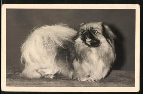 Fotografie Hund Pekinese