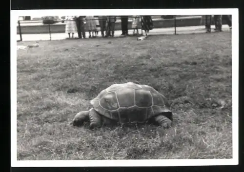 Fotografie Riesenschildkröte beim Grasen
