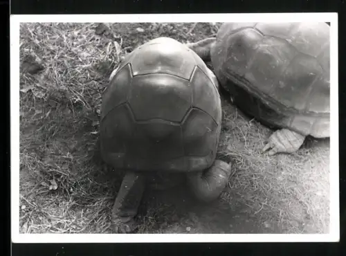 Fotografie Schildkröten im Tierpark Hellabrunn