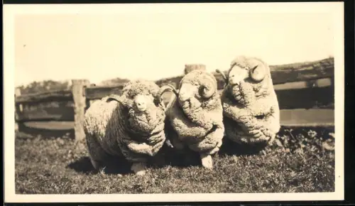 Fotografie Schafe mit gebogenen Hörnern