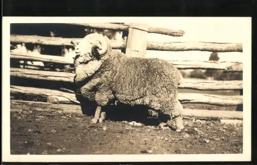 Fotografie Schafbock mit gebogenen Hörnern