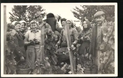 Fotografie Bauern bei der Weinlese in den Reben, Weinernte