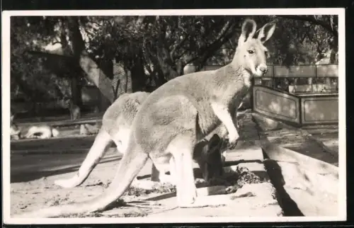 Fotografie australisches Känguru im Tarong Park