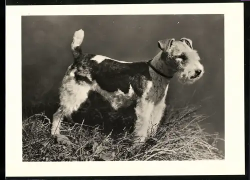 Fotografie Foxterrier in Lauerstellung