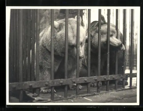 Fotografie gefangene Bären kauen auf den Gitterstäbe rum