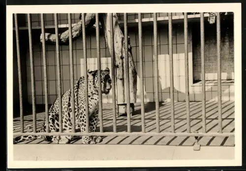 Fotografie gefangener Leopard hinter Gittern in einem Zoo