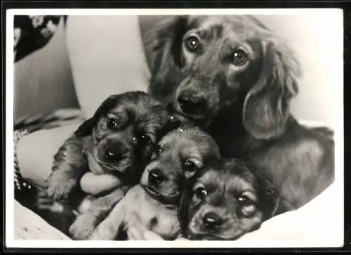 Fotografie Langhaardackel mit ihren Welpen