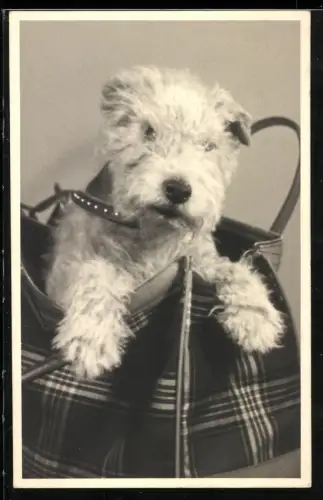 Fotografie Foxterrier Brandy schaut aus einer Handtasche