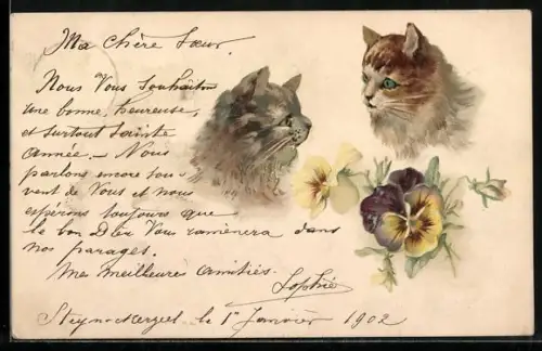 AK Zwei flauschige Katzen sehen einander an