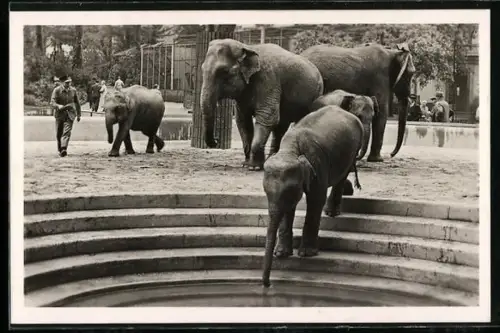 AK Frankfurt a. M., Städtischer Tiergarten, Elefanten-Freianlage