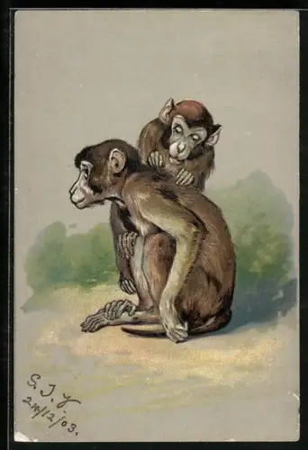 AK Affen beim gegenseitigen Lausen
