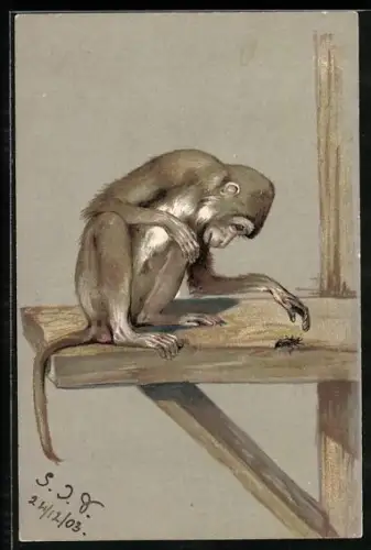 AK Affe auf einem Gerüst greift nach einem Maikäfer