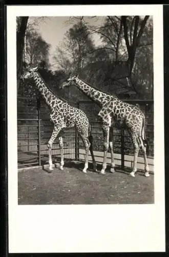 AK Frankfurt a. M., Zwei Giraffen im Städtischen Tiergarten