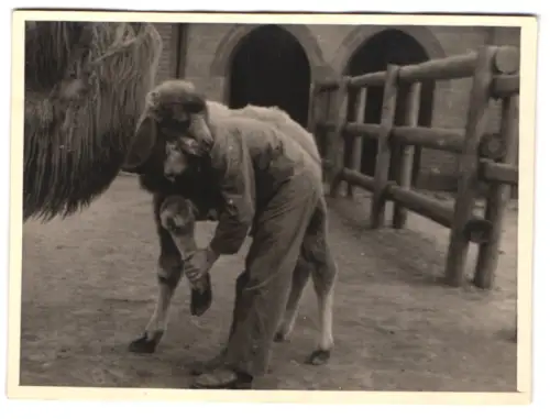 3 Fotografien Tierarzt im Zoologischen Garten bei den Kamelen, Untersuchung des Jungtieres