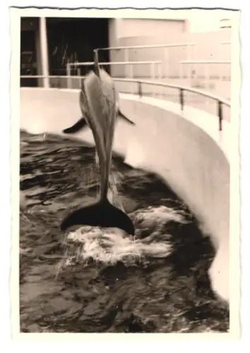 7 Fotografien Ansicht Miami / FL., Delfin Show im Seaquarium