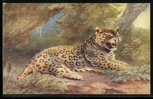Künstler-AK Liegender Jaguar mit geöffnetem Maul