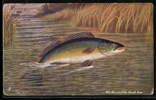 AK British Fish, The Haunt of the Black Bass, Fisch