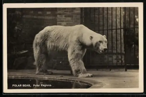 AK Eisbär im Zoo-Gehege