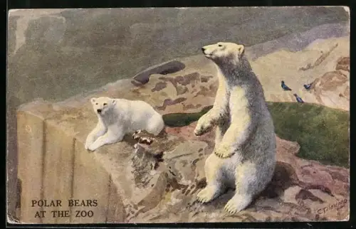 Künstler-AK London, Zoological Gardens, Eisbären auf der Mappin Terrace