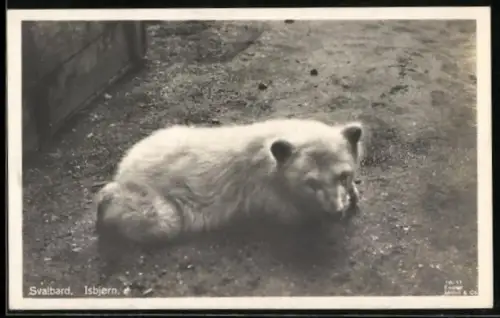 AK Isbjorn, Svalbard