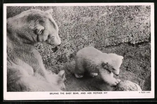 AK Eisbärin Ivy mit ihrem Jungen Brumas