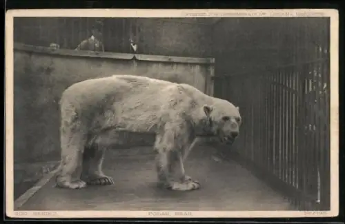 AK Eisbär im Zoo