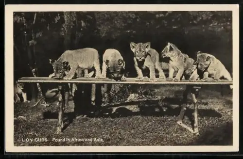 AK Berlin, Junge Löwen auf einer Bank im Zoo