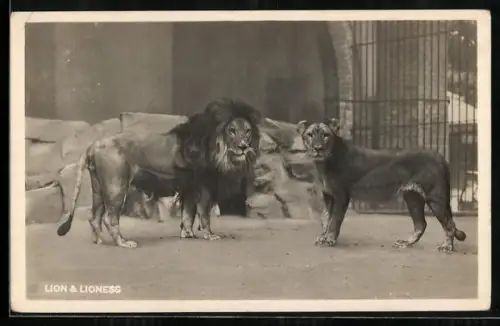 AK Berlin, Löwenpaar im Zoologischen Garten
