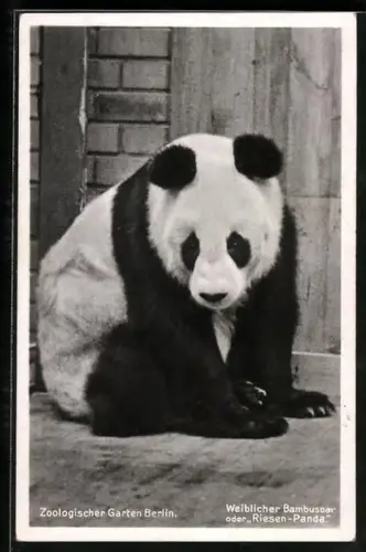 AK Berlin, Weiblicher Bambusbär oder Riesen-Panda im Zoologischen Garten