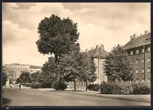 AK Berlin-Prenzlauer Berg, Topsstrasse mit einsamer Pappel