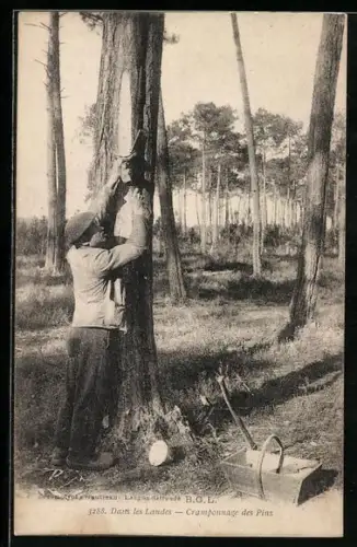 AK Dans les Landes, Cramponnage des Pins