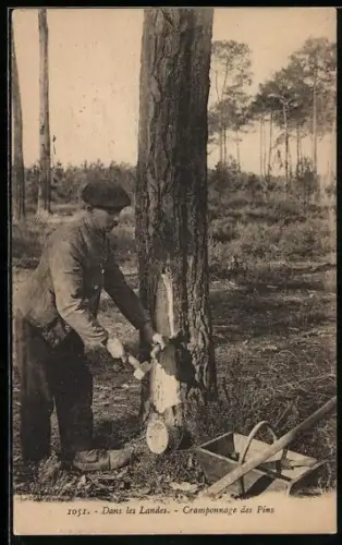 AK Dans les Landes, Cramponnage des Pins, Forstwirtschaft