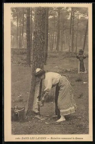 AK Dans les landes, Résinières ramassaut la Gemme, Forstwirtschaft