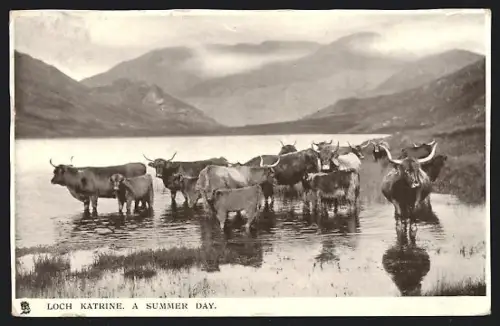 AK Loch Katrine, Cattle on the banks of Loch Katrine on a summer day