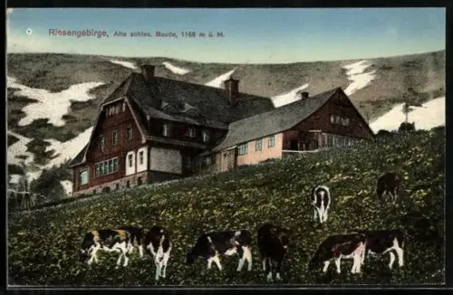 AK Alte schles. Baude /Riesengebirge, Kühe vor der Berghütte