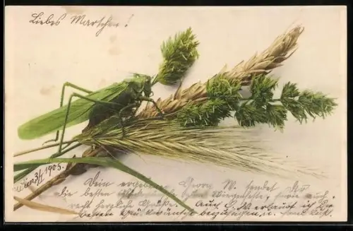 AK Heuschrecke auf Getreideähren