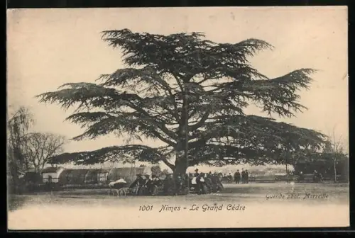 AK Nîmes, Le Grand Cèdre avec des gens réunis autour de l`arbre majestueux