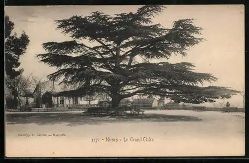 AK Nîmes, Le Grand Cèdre