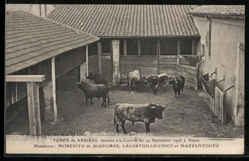 AK Nîmes, Toros de Arribas, destinés à la Corrida du 24 Septembre