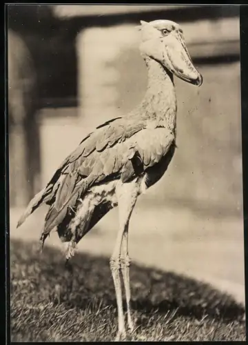 Fotografie Schuhschnabel / Abu Markub im New Yorker Zoo