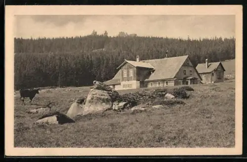 AK Hasenbaude /Riesengebirge, Blick zur Hütte mit Kuh