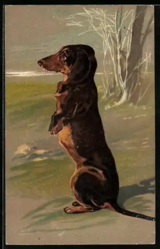 AK Ein Dackel macht Männchen auf der Wiese