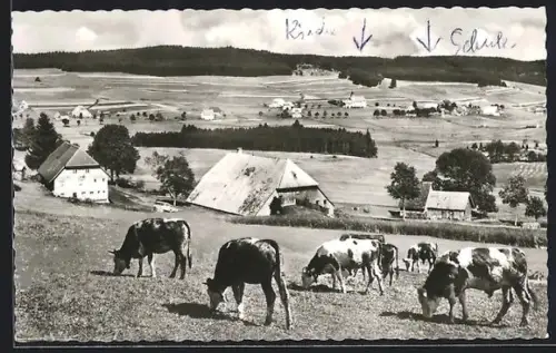 AK Schollach /Schwarzwald, Panorama mit Kuhherde