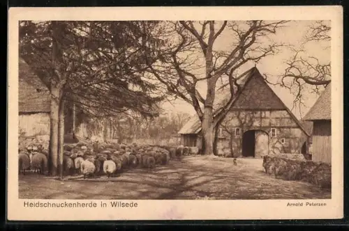 AK Wilsede /Lüneburger Heide, Heidschnuckenherde auf einer Strasse