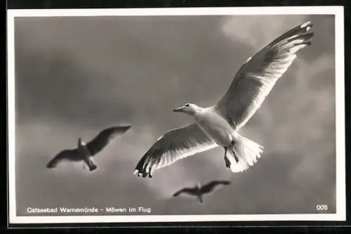 AK Warnemünde, Möwen im Flug