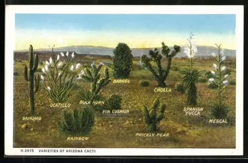 AK Arizona, Varieties of Cacti, Sahuaro, Pin Cushion, Spanish Yucca, Mescal and Prickly Pear