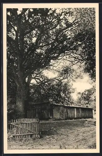 AK Schneverdingen /Lüneburger Heide, Motiv Eichen und Hof bei Höpen
